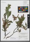 Foto von Salix hastata L.